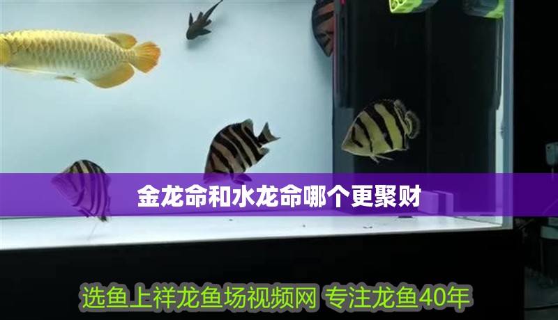 金龍命和水龍命哪個更聚財