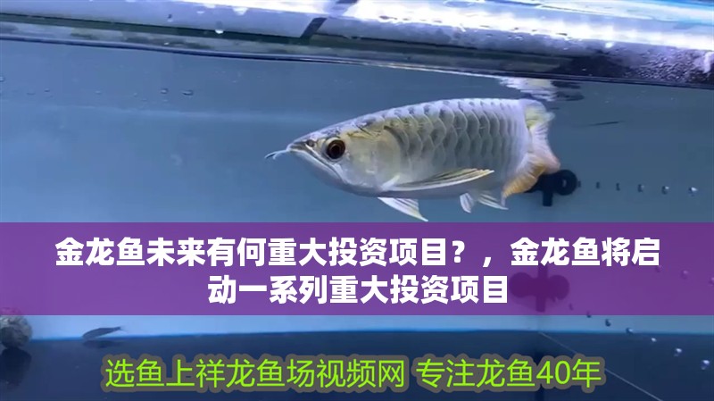 金龍魚未來有何重大投資項目？，金龍魚將啟動一系列重大投資項目