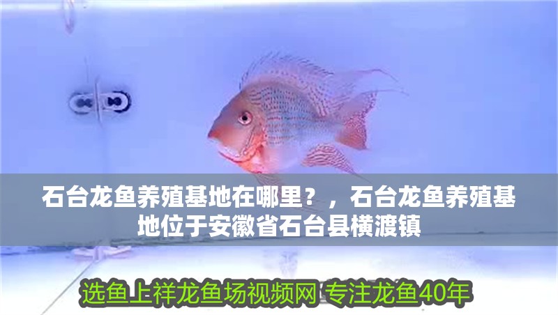 石臺龍魚養殖基地在哪里？，石臺龍魚養殖基地位于安徽省石臺縣橫渡鎮