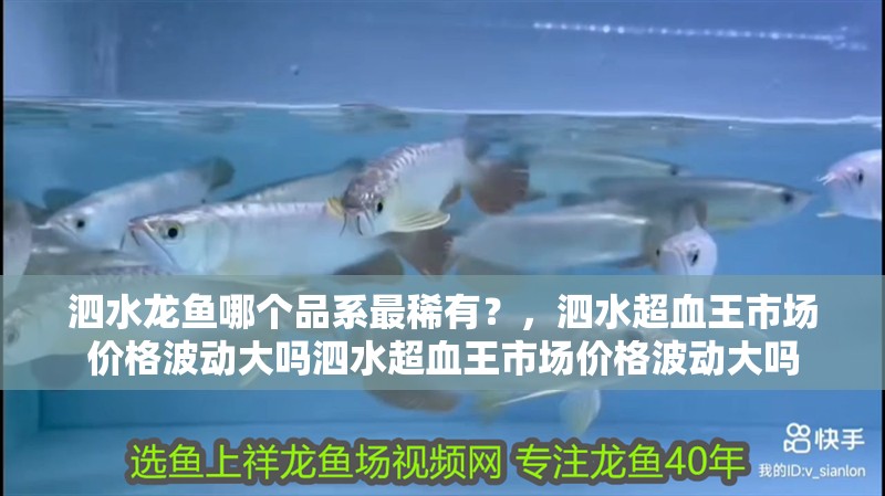 泗水龍魚哪個品系最稀有？，泗水超血王市場價格波動大嗎泗水超血王市場價格波動大嗎