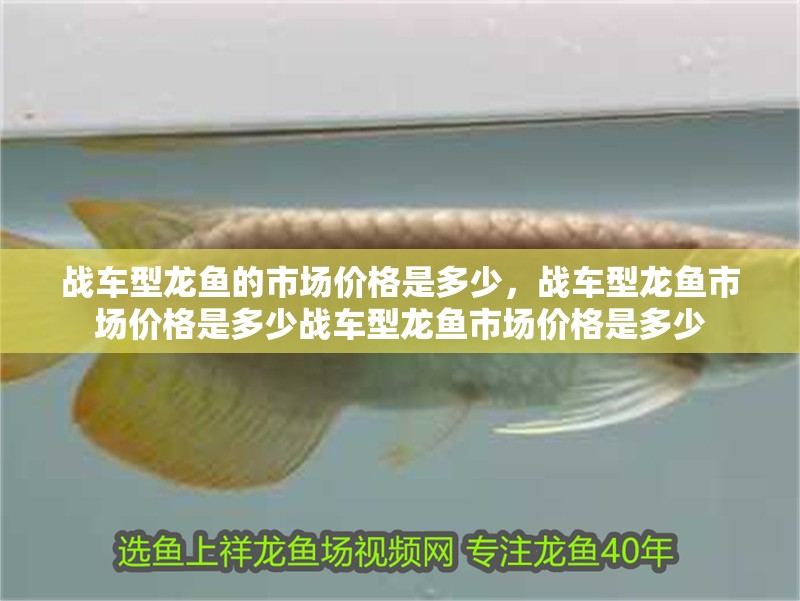 戰車型龍魚的市場價格是多少，戰車型龍魚市場價格是多少戰車型龍魚市場價格是多少
