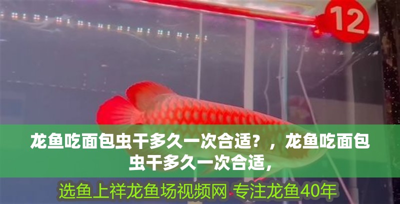 龍魚吃面包蟲干多久一次合適？，龍魚吃面包蟲干多久一次合適，