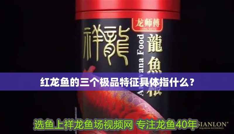 紅龍魚的三個極品特征具體指什么？