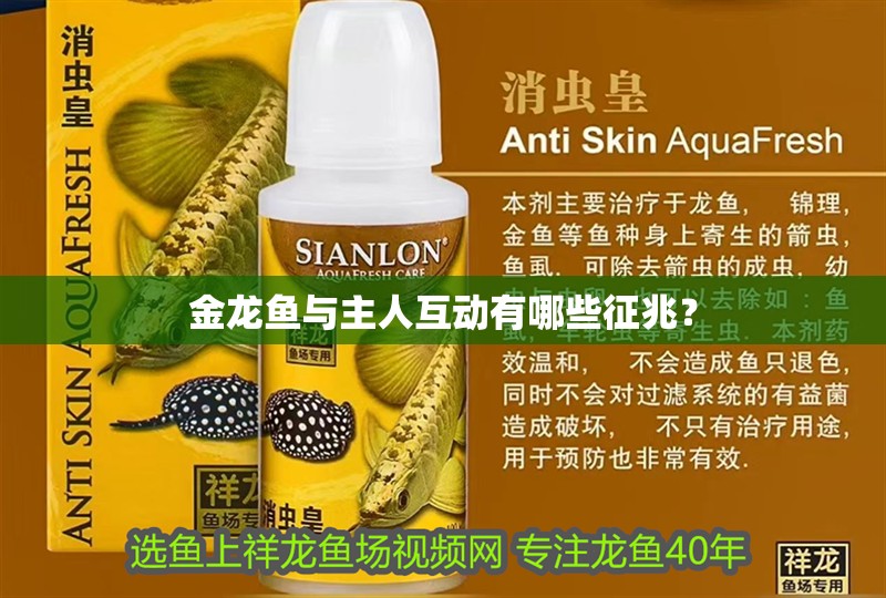 金龍魚與主人互動(dòng)有哪些征兆？