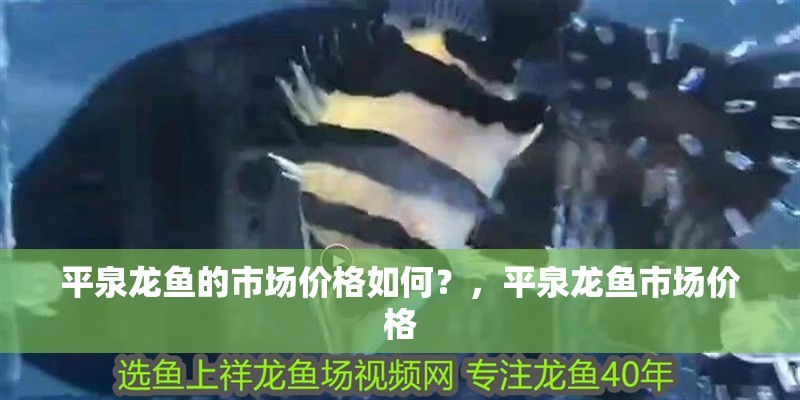 平泉龍魚(yú)的市場(chǎng)價(jià)格如何？，平泉龍魚(yú)市場(chǎng)價(jià)格