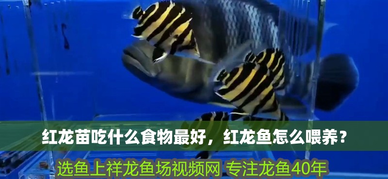 紅龍苗吃什么食物最好，紅龍魚怎么喂養？