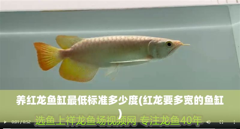 養(yǎng)紅龍魚缸最低標(biāo)準(zhǔn)多少度(紅龍要多寬的魚缸)