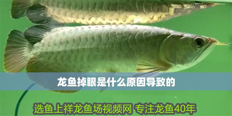 龍魚掉眼是什么原因導致的 龍魚掉眼是什么原因導致的 龍魚百科 第1張