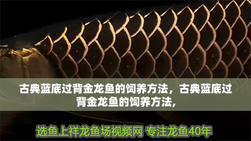 古典藍(lán)底過背金龍魚的飼養(yǎng)方法，古典藍(lán)底過背金龍魚的飼養(yǎng)方法,