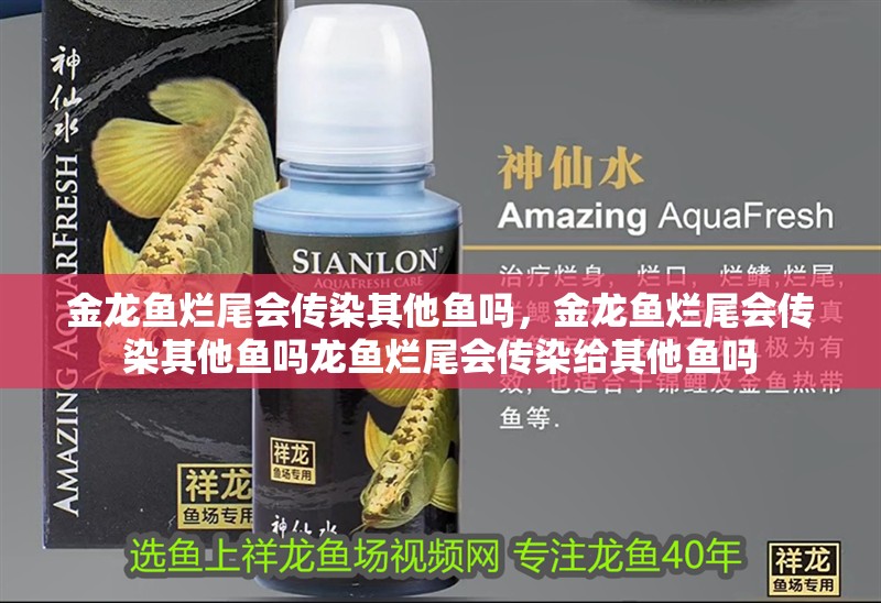 金龍魚爛尾會傳染其他魚嗎，金龍魚爛尾會傳染其他魚嗎龍魚爛尾會傳染給其他魚嗎