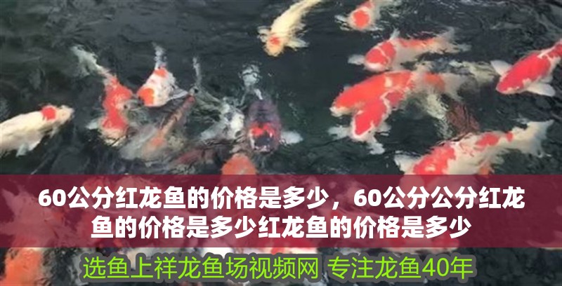 60公分紅龍魚的價格是多少，60公分公分紅龍魚的價格是多少紅龍魚的價格是多少