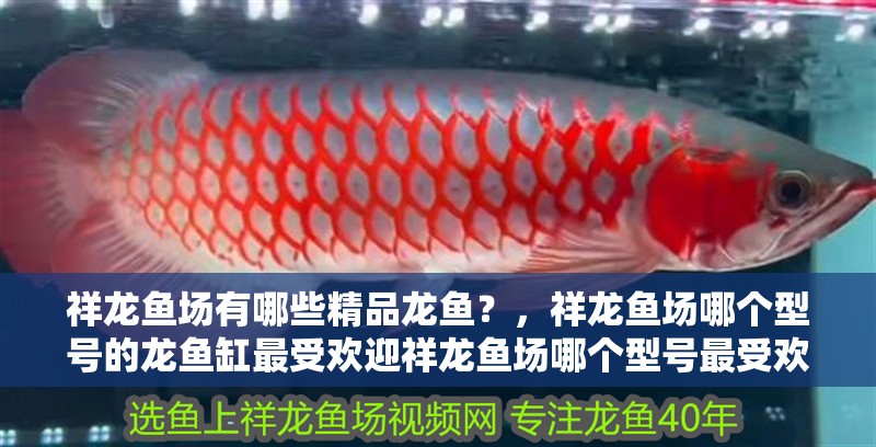 祥龍魚場有哪些精品龍魚？，祥龍魚場哪個型號的龍魚缸最受歡迎祥龍魚場哪個型號最受歡迎