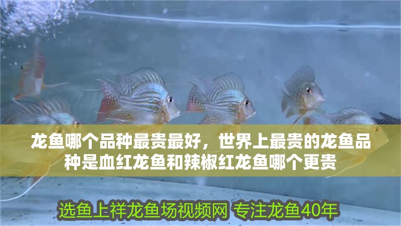 龍魚哪個品種最貴最好，世界上最貴的龍魚品種是血紅龍魚和辣椒紅龍魚哪個更貴