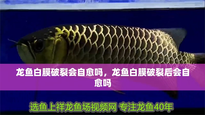 龍魚白膜破裂會自愈嗎，龍魚白膜破裂后會自愈嗎