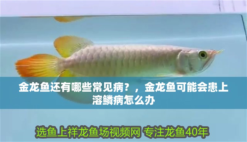 金龍魚還有哪些常見病？，金龍魚可能會患上溶鱗病怎么辦