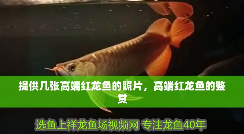 提供幾張高端紅龍魚的照片，高端紅龍魚的鑒賞