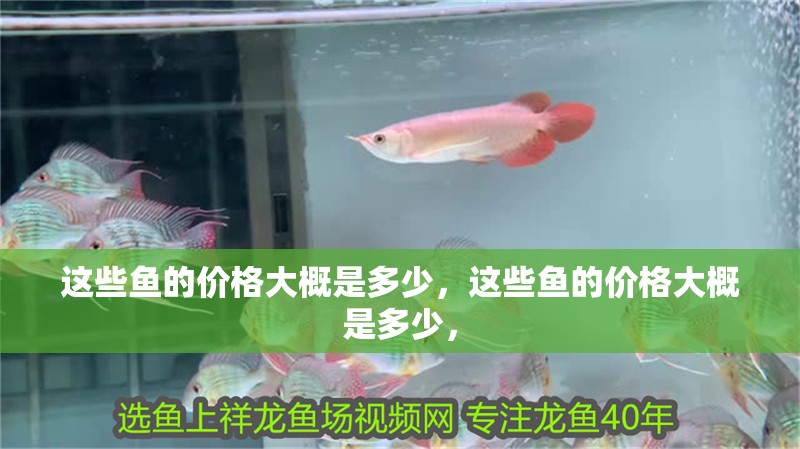 這些魚的價(jià)格大概是多少，這些魚的價(jià)格大概是多少，
