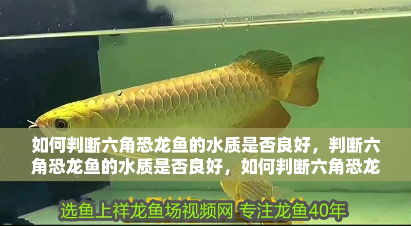 如何判斷六角恐龍魚的水質是否良好，判斷六角恐龍魚的水質是否良好，如何判斷六角恐龍魚的水質是否良好