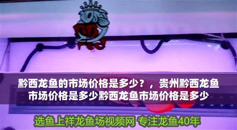 黔西龍魚的市場價格是多少？，貴州黔西龍魚市場價格是多少黔西龍魚市場價格是多少