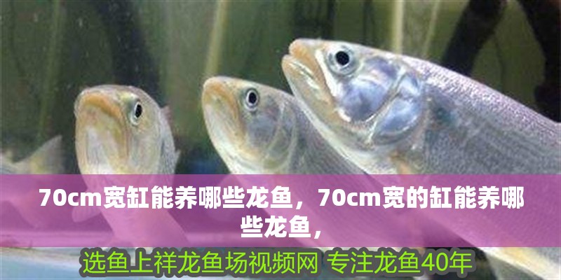 70cm寬缸能養(yǎng)哪些龍魚(yú)，70cm寬的缸能養(yǎng)哪些龍魚(yú)，