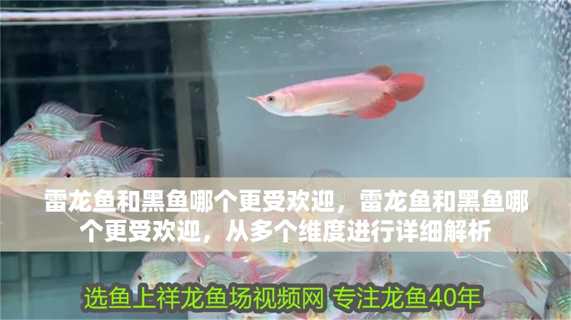 雷龍魚和黑魚哪個更受歡迎，雷龍魚和黑魚哪個更受歡迎，從多個維度進行詳細解析