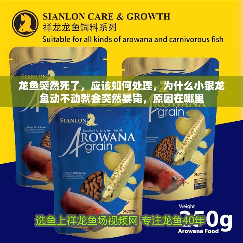 龍魚突然死了，應(yīng)該如何處理，為什么小銀龍魚動不動就會突然暴斃，原因在哪里