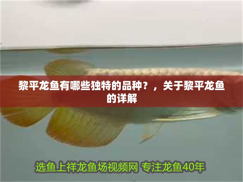 黎平龍魚有哪些獨特的品種？，關(guān)于黎平龍魚的詳解