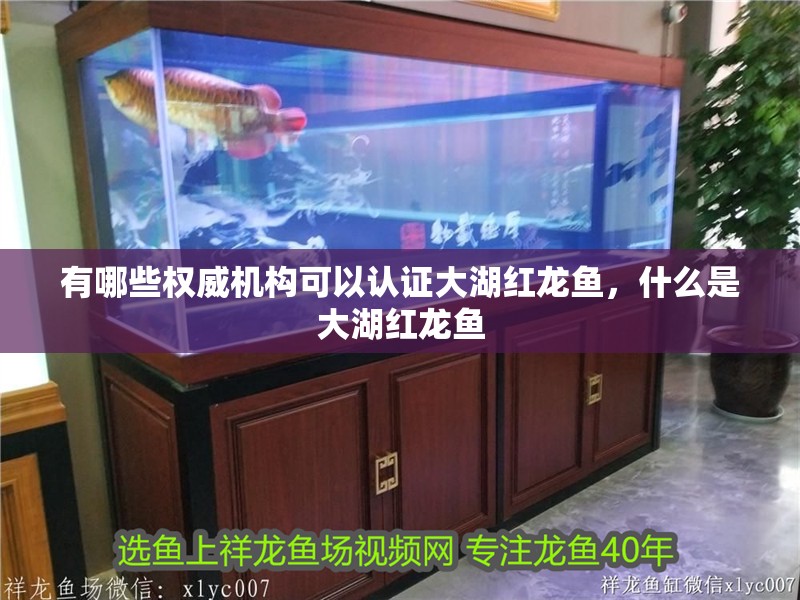 有哪些權(quán)威機構(gòu)可以認證大湖紅龍魚，什么是大湖紅龍魚