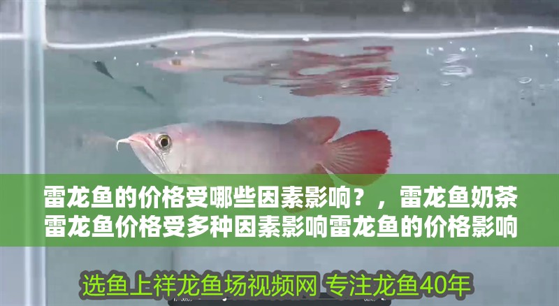 雷龍魚的價格受哪些因素影響？，雷龍魚奶茶雷龍魚價格受多種因素影響雷龍魚的價格影響