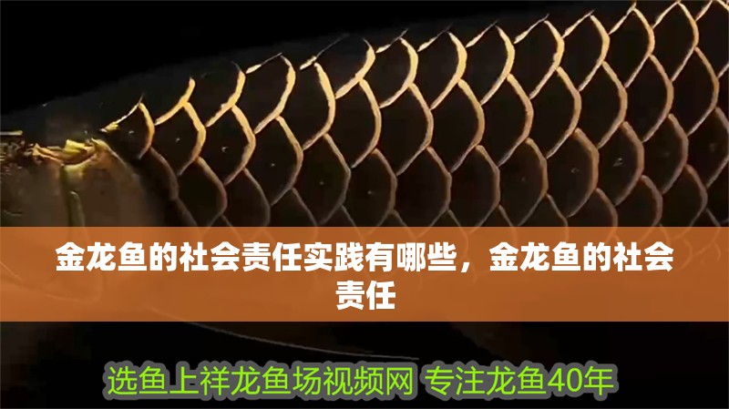 金龍魚(yú)的社會(huì)責(zé)任實(shí)踐有哪些，金龍魚(yú)的社會(huì)責(zé)任
