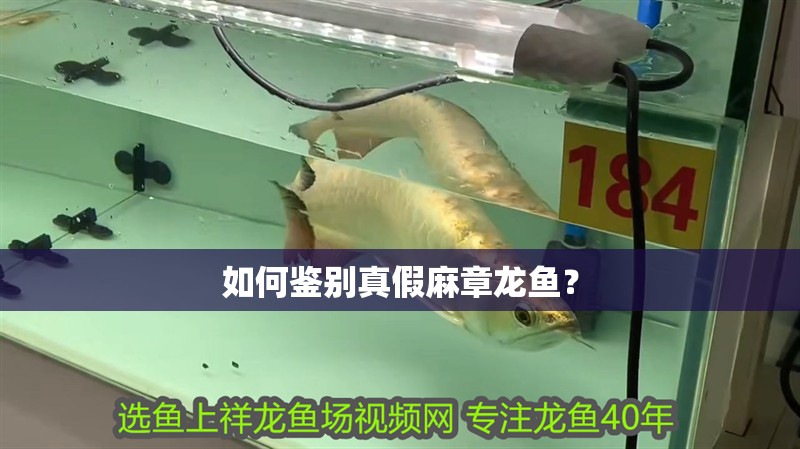 如何鑒別真假麻章龍魚？