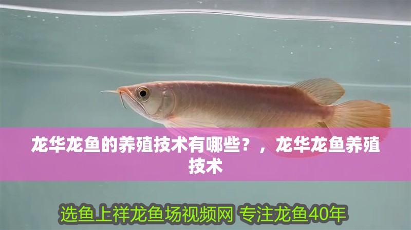 龍華龍魚的養殖技術有哪些？，龍華龍魚養殖技術