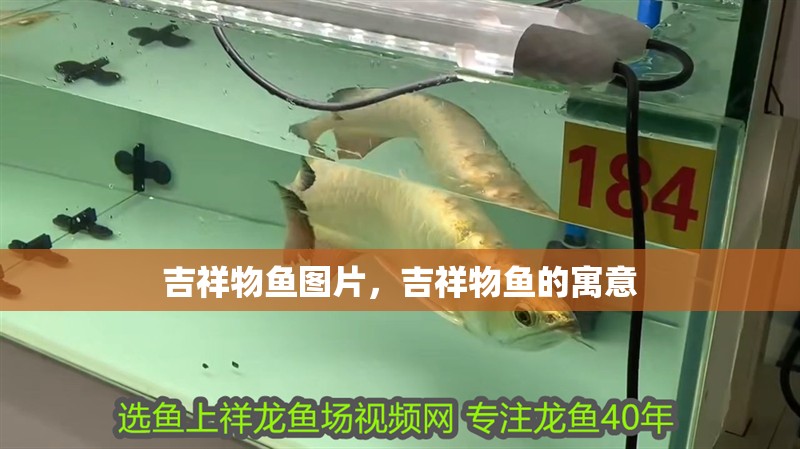 吉祥物魚圖片，吉祥物魚的寓意
