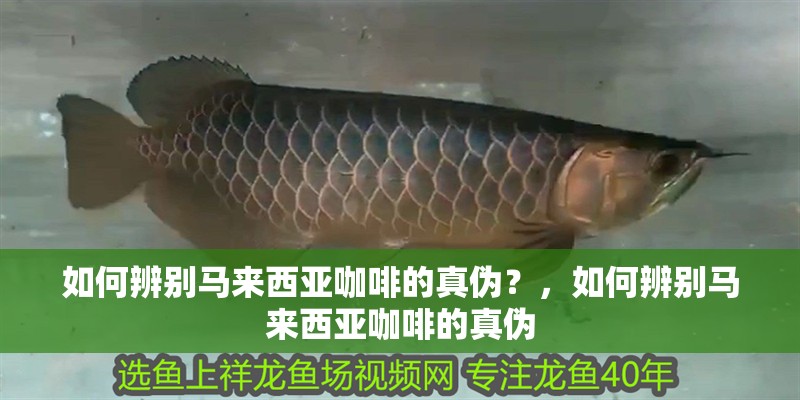 如何辨別馬來西亞咖啡的真偽？，如何辨別馬來西亞咖啡的真偽