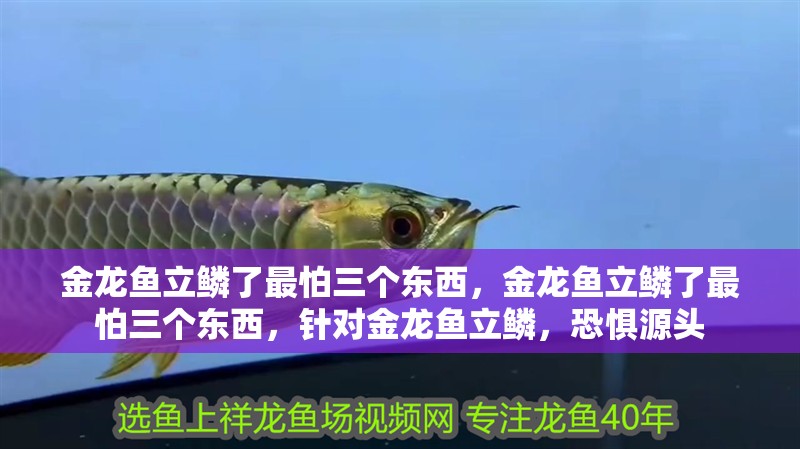 金龍魚(yú)立鱗了最怕三個(gè)東西，金龍魚(yú)立鱗了最怕三個(gè)東西，針對(duì)金龍魚(yú)立鱗，恐懼源頭