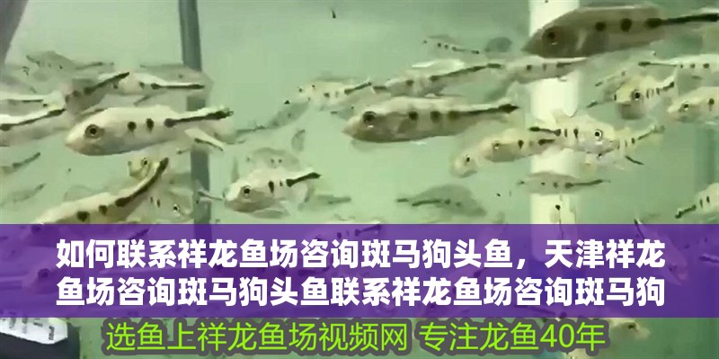 如何聯(lián)系祥龍魚場咨詢斑馬狗頭魚，天津祥龍魚場咨詢斑馬狗頭魚聯(lián)系祥龍魚場咨詢斑馬狗頭魚