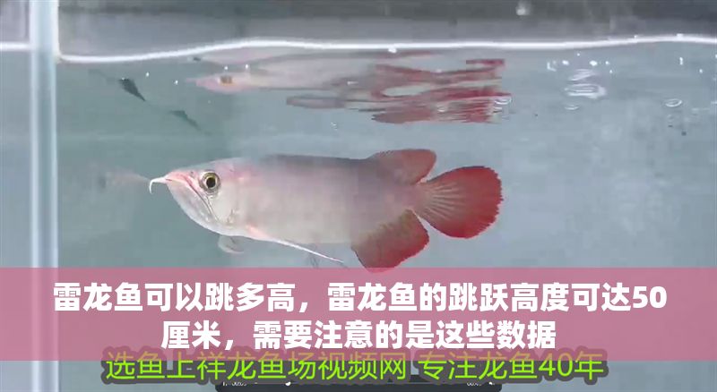 雷龍魚可以跳多高，雷龍魚的跳躍高度可達(dá)50厘米，需要注意的是這些數(shù)據(jù)