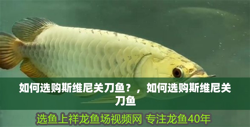 如何選購斯維尼關刀魚？，如何選購斯維尼關刀魚