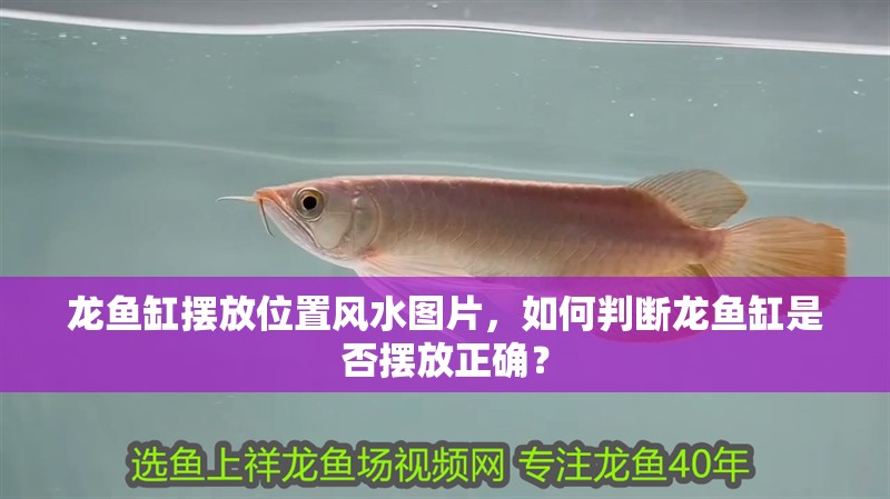 龍魚缸擺放位置風水圖片，如何判斷龍魚缸是否擺放正確？