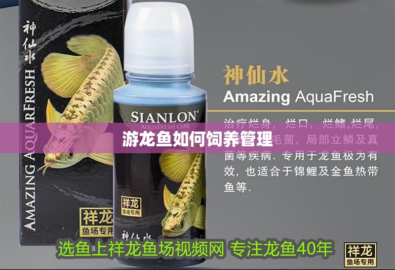 游龍魚如何飼養管理