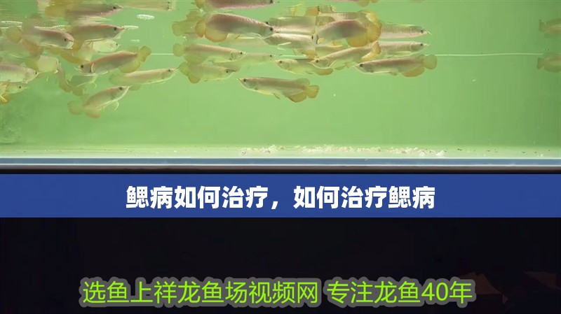 鰓病如何治療，如何治療鰓病