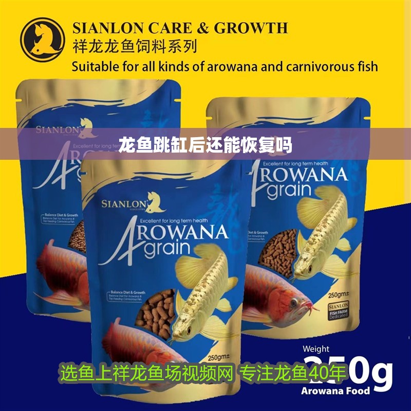 龍魚跳缸后還能恢復嗎