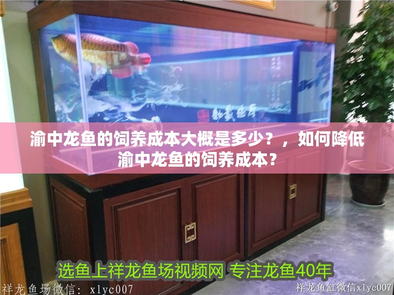 渝中龍魚的飼養成本大概是多少？，如何降低渝中龍魚的飼養成本？