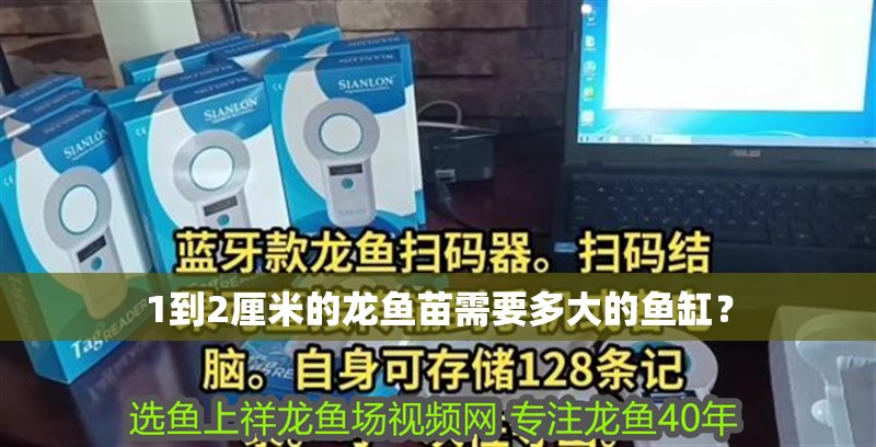 1到2厘米的龍魚苗需要多大的魚缸？