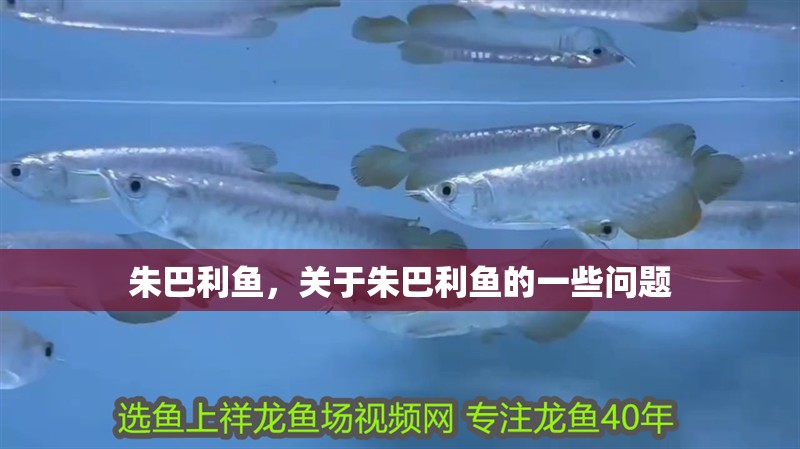 朱巴利魚，關于朱巴利魚的一些問題