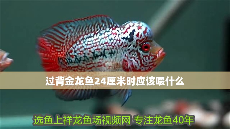 過背金龍魚24厘米時應該喂什么