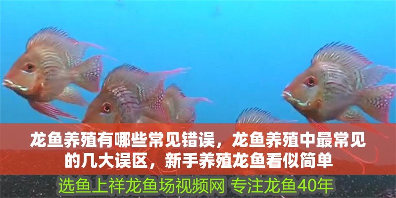 龍魚養(yǎng)殖有哪些常見錯誤，龍魚養(yǎng)殖中最常見的幾大誤區(qū)，新手養(yǎng)殖龍魚看似簡單