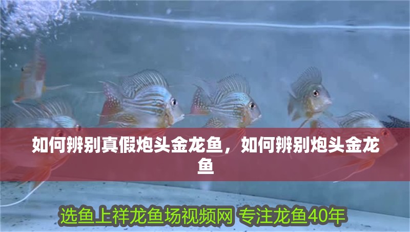 如何辨別真假炮頭金龍魚，如何辨別炮頭金龍魚