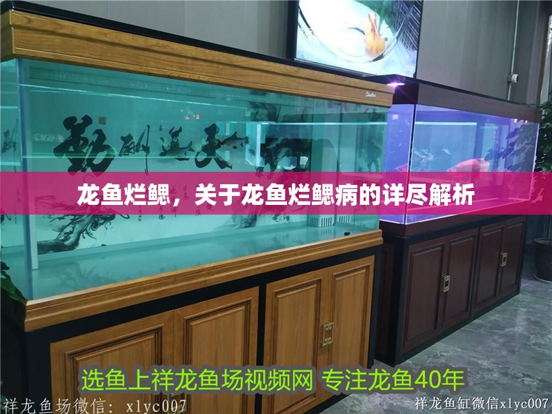 龍魚爛鰓，關(guān)于龍魚爛鰓病的詳盡解析