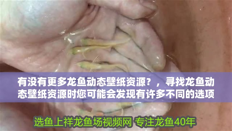 有沒有更多龍魚動態(tài)壁紙資源？，尋找龍魚動態(tài)壁紙資源時您可能會發(fā)現(xiàn)有許多不同的選項
